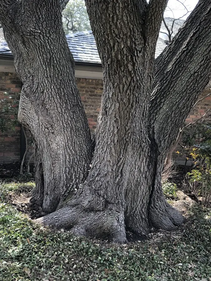 Mature heritage tree close to a Whitney Point property cared for by certified arborists